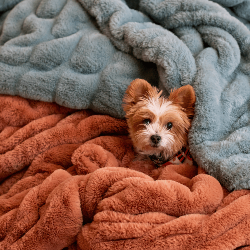 Copper Minky Blanket Chic Collection